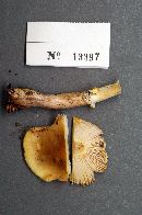 Amanita flavorubescens image