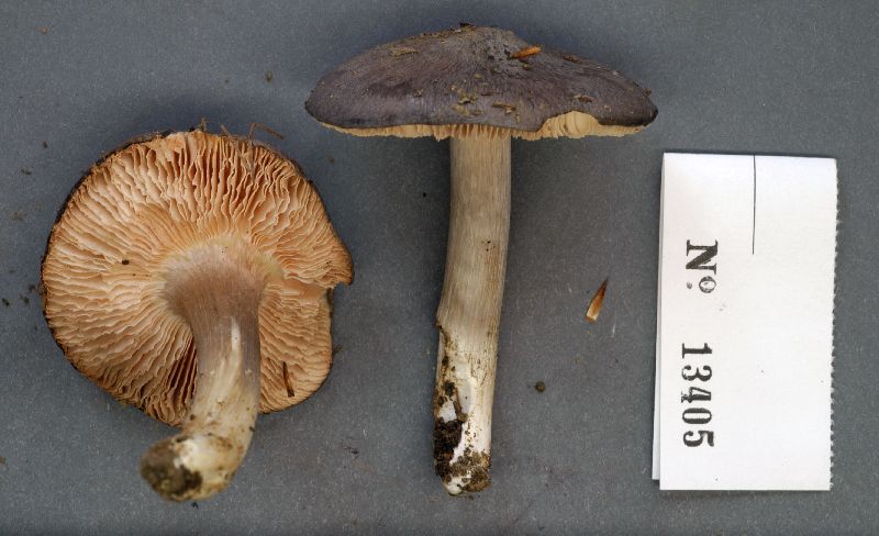 Entoloma rugulosum image