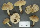 Tricholoma davisiae image