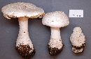 Amanita polypyramis image