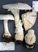 Amanita polypyramis image