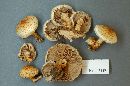 Pholiota squarrosoides image