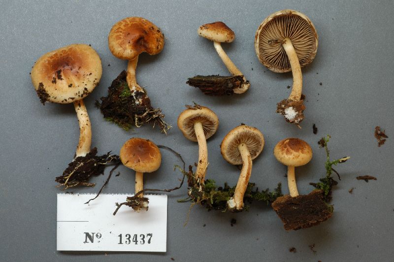 Pholiota stratosa image