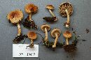 Pholiota stratosa image