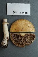 Stropharia kauffmanii image