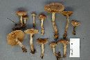 Agrocybe erebia image