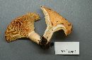 Lactarius psammicola image