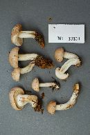 Rhodocollybia maculata image