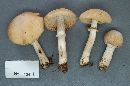 Cortinarius caperatus image