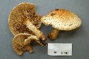 Pholiota squarrosoides image