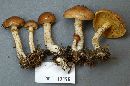 Suillus salmonicolor image