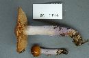 Cortinarius stillatitius image