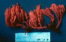 Artomyces novae-zelandiae image