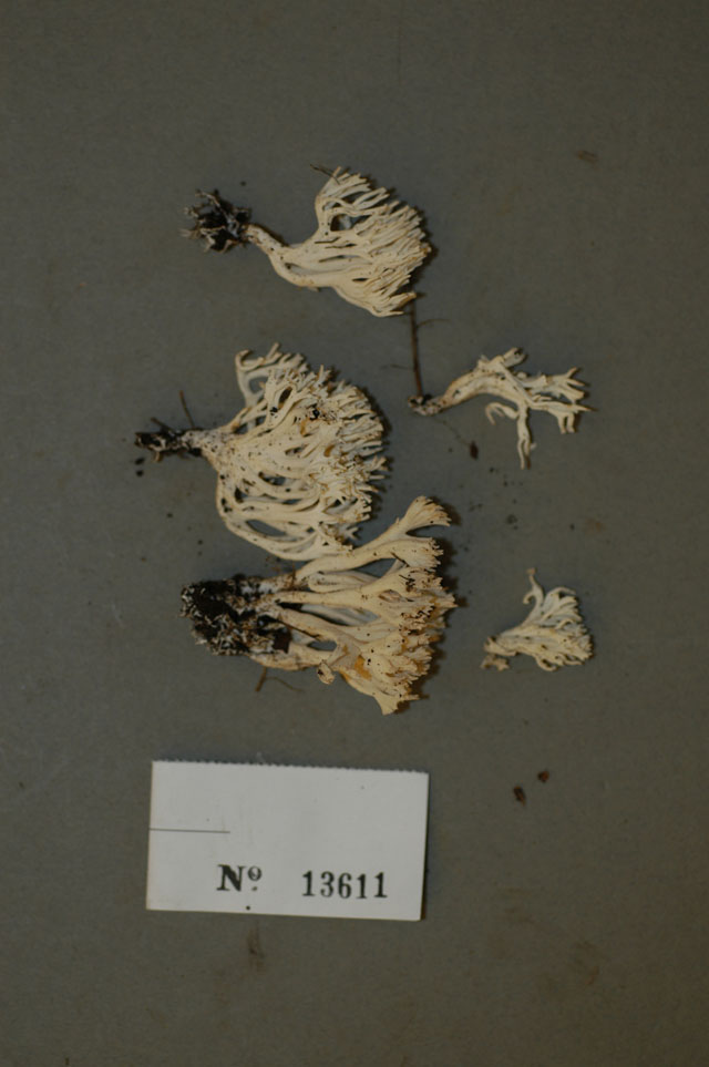 Scytinopogon angulisporus image