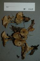 Clitocybe ramigena image