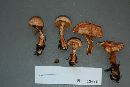 Cortinarius bolaris image