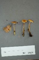 Hygrocybe laeta var. laeta image