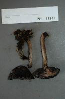 Strobilomyces confusus image