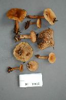 Lactarius theiogalus image