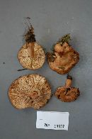 Lactarius chrysorrheus image