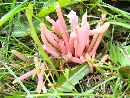 Clavaria rosea image