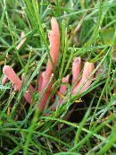 Clavaria rosea image