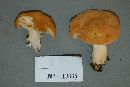 Hygrocybe pratensis var. pratensis image