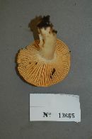 Hygrocybe pratensis image