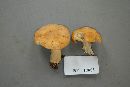 Hygrocybe pratensis image