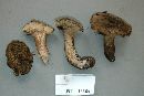 Sarcodon atroviridis image