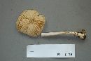 Marasmius nigrodiscus image