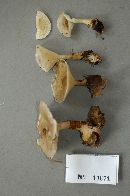 Ampulloclitocybe clavipes image