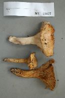 Gloeocantharellus purpurascens image