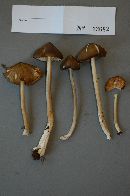 Entoloma lagenicystis image