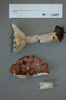 Russula subsericeonitens image