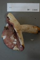 Russula subsericeonitens image