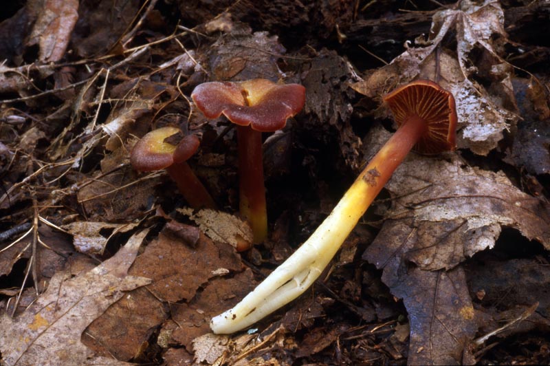 Hygrocybe appalachianensis image