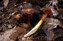 Image of Hygrocybe appalachianensis