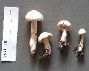 Tricholoma album image