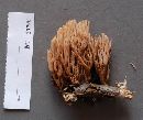 Ramaria stricta var. concolor image