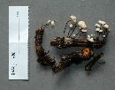 Marasmius rotula image