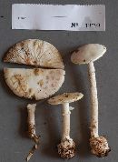 Amanita phalloides image