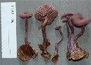 Laccaria amethystina image