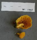 Tricholomopsis decora image