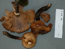 Armillaria solidipes image