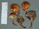 Hypholoma capnoides image