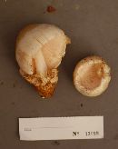 Volvariella bombycina image