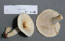 Lactarius piperatus image