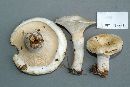 Lactarius deceptivus image