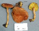 Phylloporus rhodoxanthus image